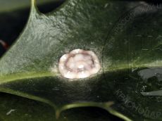 Ceroplastes floridensis самка 1